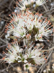 Combretum mossambicense