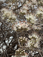 Combretum mossambicense