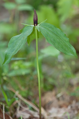 Trillium lancifolium