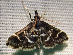 Diasemiodes janassialis