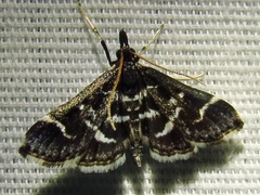 Diasemiodes janassialis