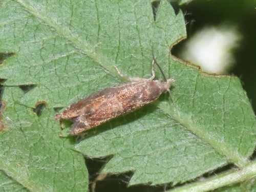Nut Bud Moth, Voorschoten, Nederland, photo 10 of 10