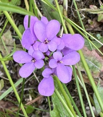 Iberis umbellata, photograph (c) Scott Shanks, some rights reserved (CC BY)