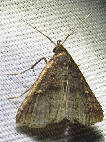 Smoky Tetanolita Moth