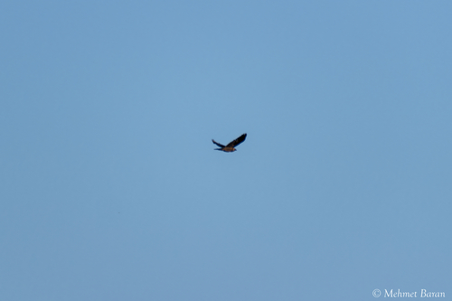 Hooded Crow