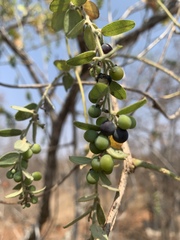 Cocculus hirsutus