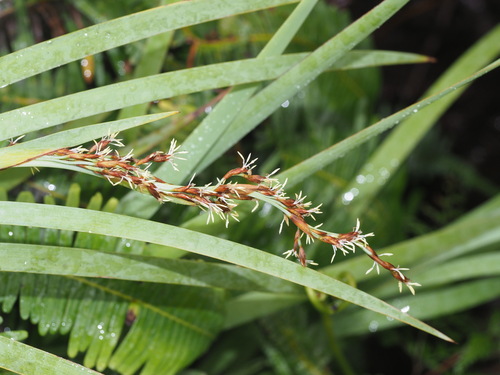 Machaerina mariscoides observed 2025-06-11