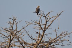 Circaetus cinerascens