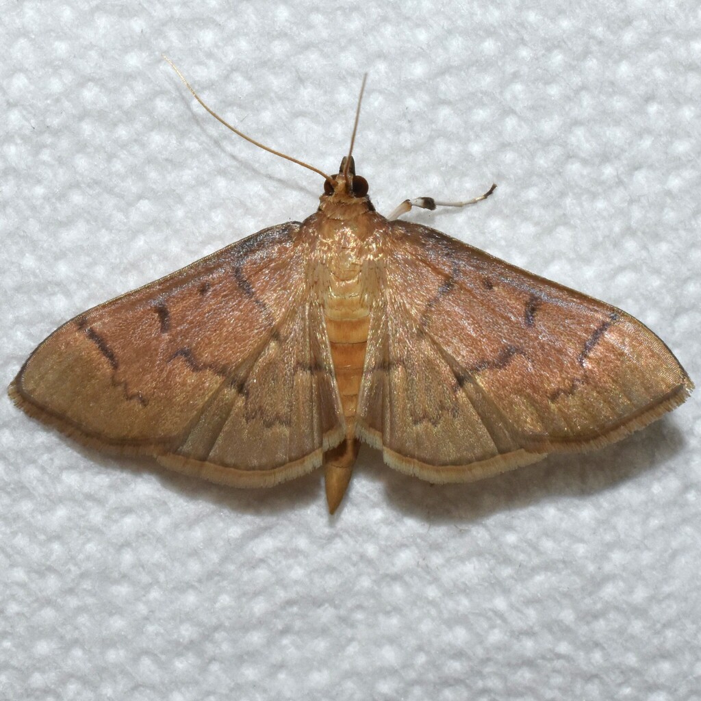Herpetogramma centrostrigalis
