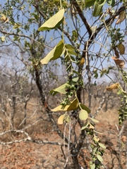 Cocculus hirsutus