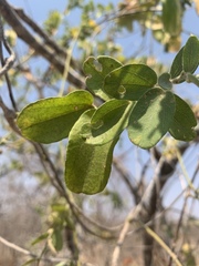 Cocculus hirsutus