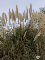 Cortaderia selloana