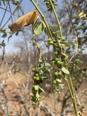 Cocculus hirsutus