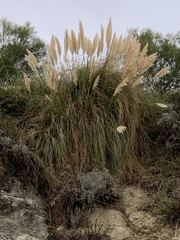 Cortaderia selloana