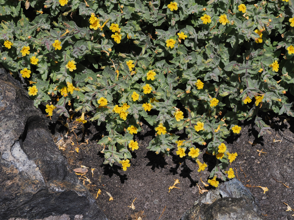 Willis’s Monkeyflower