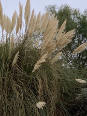 Cortaderia selloana