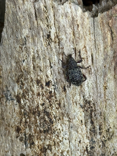Warren Root Collar Weevil
