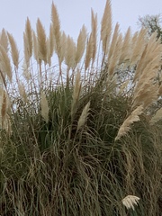 Cortaderia selloana