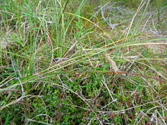 Carex rostrata
