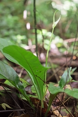 Anthurium acutifolium