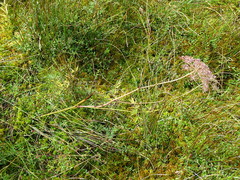 Peucedanum palustre