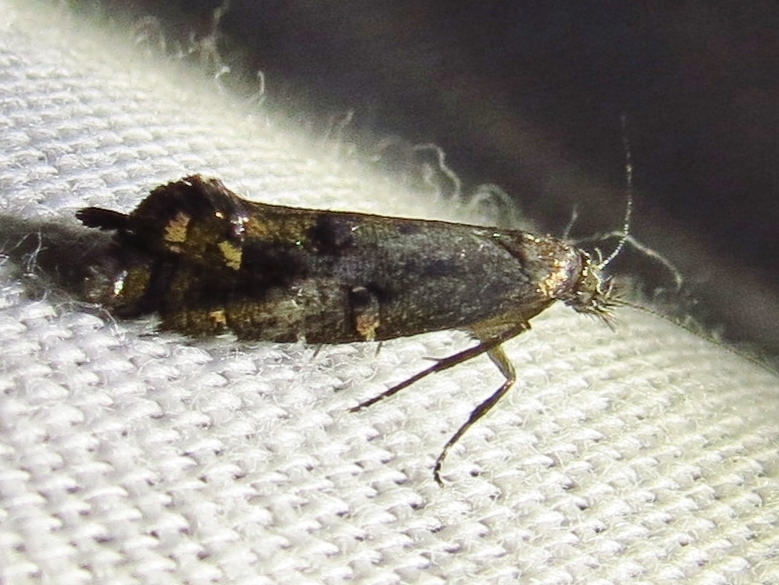 Drymoana