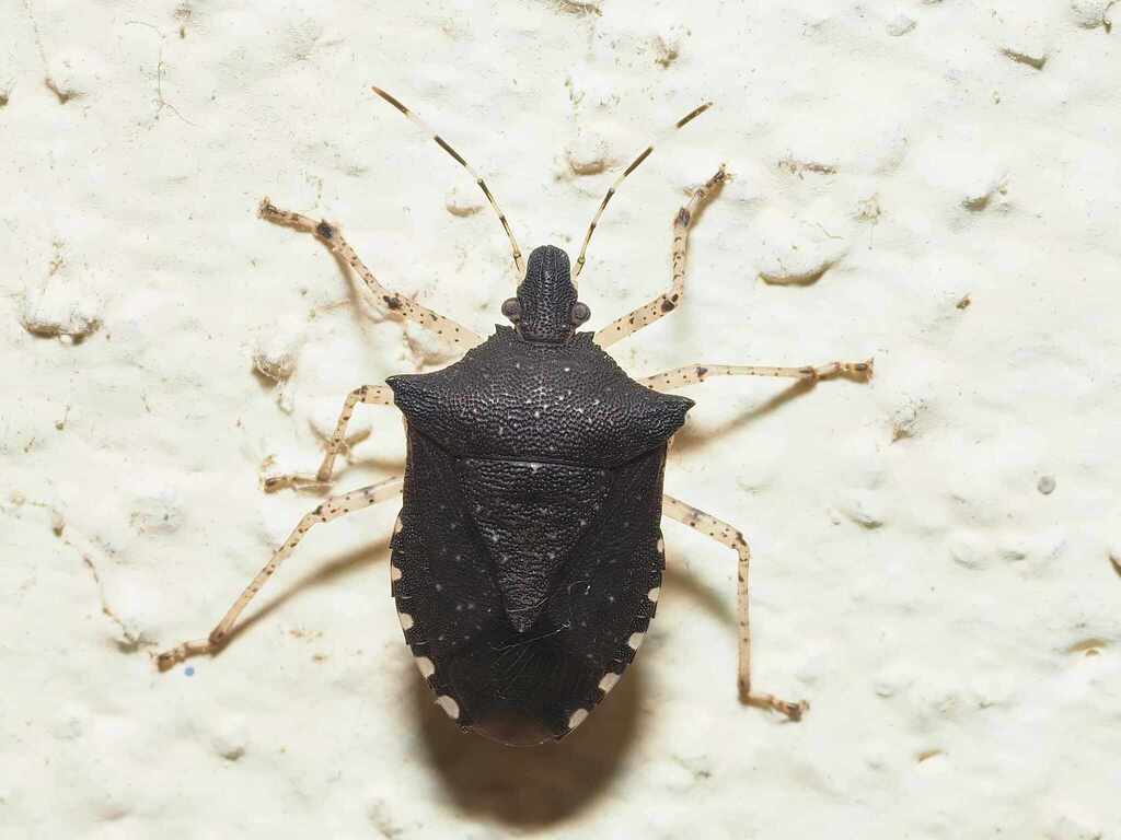 Padaeus teapensis