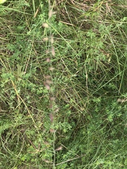 Bouteloua curtipendula