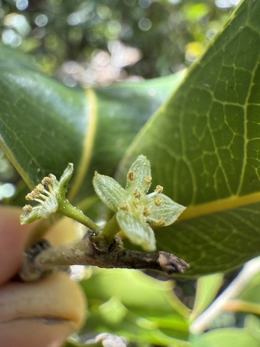 Drypetes ilicifolia