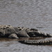 Crocodylus niloticus africanus - Photo (c) Josh Cantor, algunos derechos reservados (CC BY-NC), uploaded by Josh Cantor
