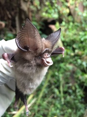 Hipposideros jonesi