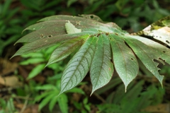 Columnea polyantha