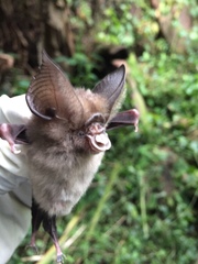 Hipposideros jonesi