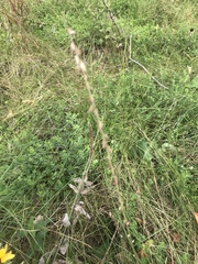 Bouteloua curtipendula