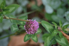 Trifolium pratense
