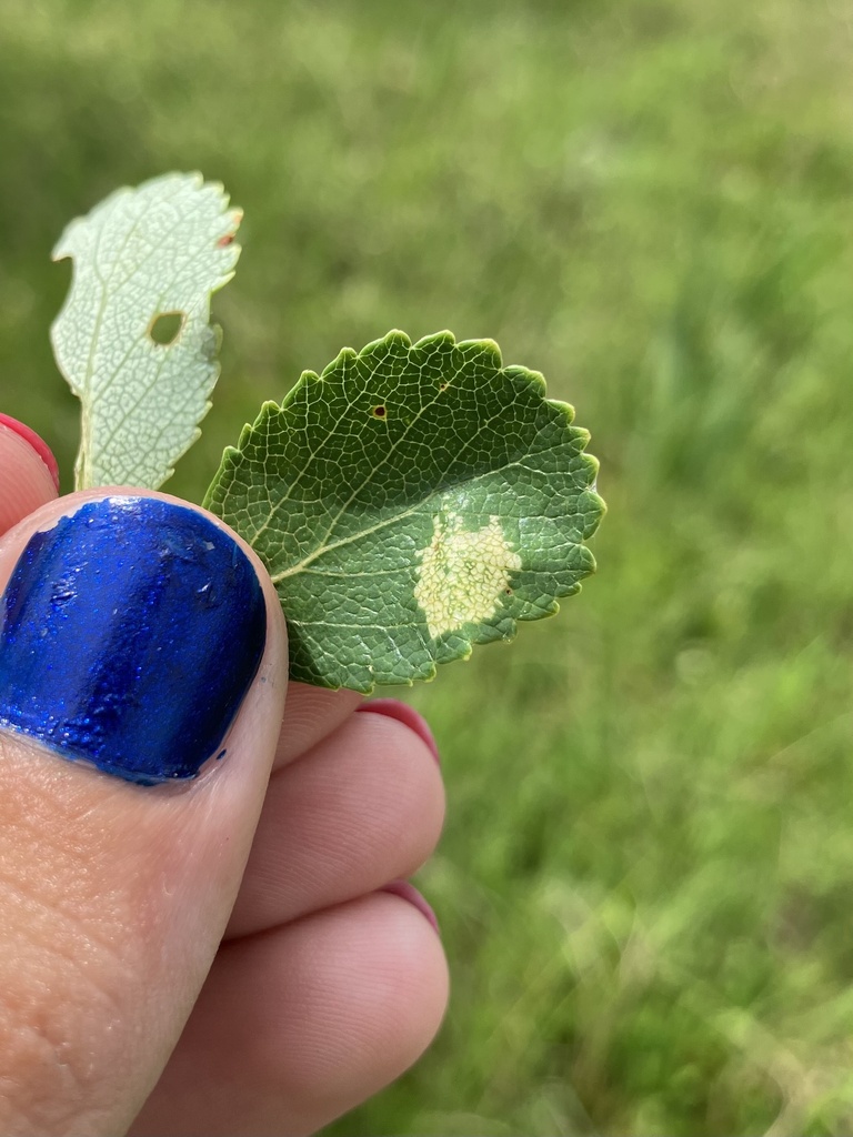 Small Birch Midget