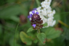 Prunella vulgaris