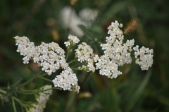 Achillea millefolium