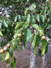 Sarcomphalus thyrsiflorus