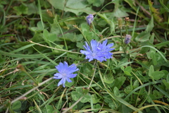 Cichorium intybus