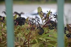 Sambucus ebulus