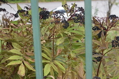 Sambucus ebulus