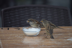 Passer domesticus