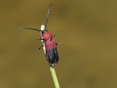 Purpuricenus dimidiatus