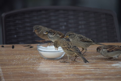 Passer domesticus