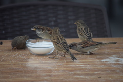 Passer domesticus
