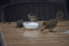 Passer domesticus