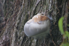 Fungi