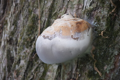 Fungi