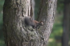 Sciurus vulgaris